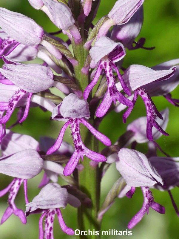 Le orchidee di Vallepietra nel Parco Naturale dei Monti Simbruini (Roma).